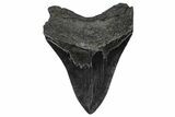 Bargain, Fossil Megalodon Tooth - South Carolina #367993-1